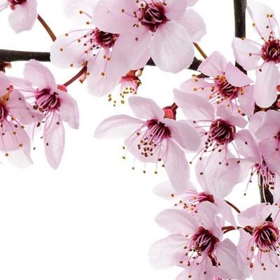 anfal_alsaeedi's profile picture. ATIS. KU. MD. Family Medicine Resident R5 👩🏻‍⚕️