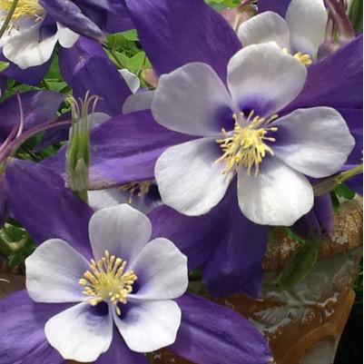 showland1978's profile picture. Daughter, sister, wife, mother, grandma, friend, scrapbooker, picture taker, bird watcher, cooker, Tai Chier with more to come!