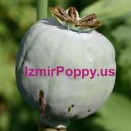 Farmer of Afghan Poppies and many premium Papaver Somniferum Opium Poppies grown for Seeds, Oil & Spice
