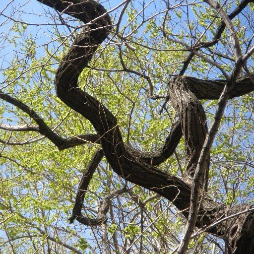 MesalgoOsvaldo's profile picture. 