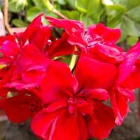 El Jardin de Mama (@eljardindemama) 's Twitter Profile