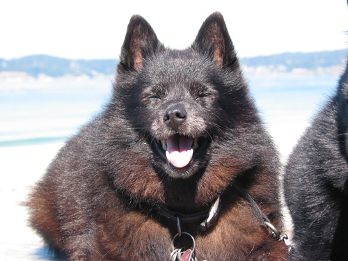 Lover of schipperkes, wine & Karen