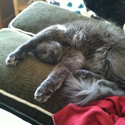 piscioneriw's profile picture. 