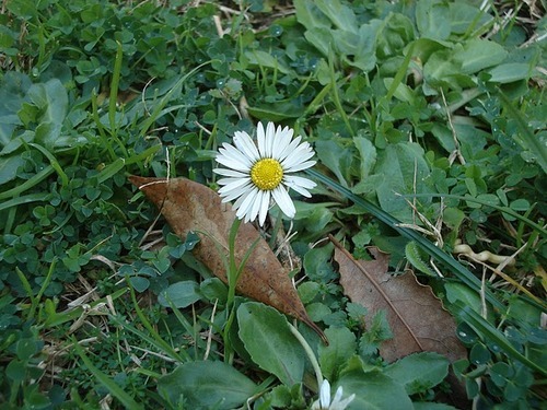 Milady_Carol's profile picture. Keep calm and carry on.