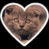 786jashansingh's profile picture. 