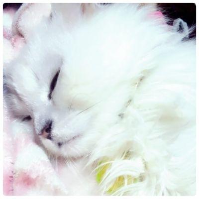 catmaxmimi's profile picture. Bigeast、EXfamily、コブファミ、VOICEな私。好きになると10年以上寄り添い続けてます。年々好きなグループが増えていく。今の旬はWannaone、JBJ95、iKON(^○^)