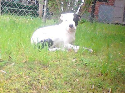 ShamonBenton's profile picture. Cowboy fan for life!