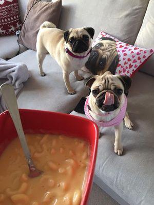 yunghan7011's profile picture. i love cat