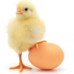 vettechsolution's profile picture. We sell poultry drugs and equipment