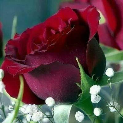 ‏‏السعادة لاتعني الحياة الكاملة .. بل تعني أنك قد قررت غض البصر عن النواقص، 
فلو كانت الدنيا مثل ما نريد لما تمنينا الجنة 

دموع الورد