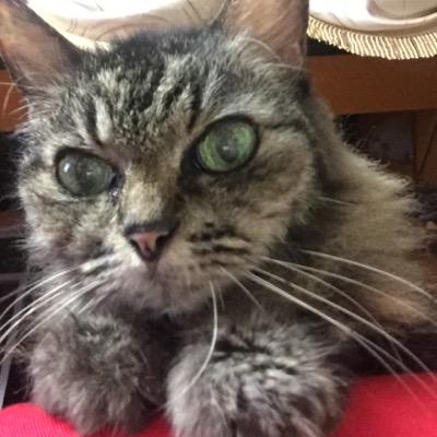 sgCXCdemo's profile picture. 