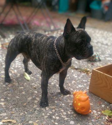 objets2001's profile picture. Frenchies are the best