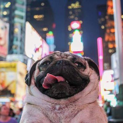 impeterpanbitch's profile picture. Only one thing to say:
Grant Gustin MARRY ME!