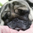 mayolmayol's profile image