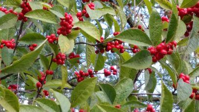 Bonnie the Plant Lady grows zone 3 hardy neonic free tree,shrub,perennial,grass,herb,annuals,hanging bskts,4b-fly,hbird,sngbird,bees, raingardens &shrlines