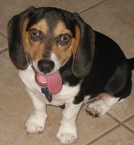 OlivertheBeagle's profile picture. I'm a Beagle! I like to run, smell stuff, tear stuff up, and kiss people on the face. And sometimes I bark a little more than I should.