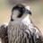Alaa_1525's profile image