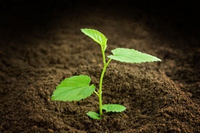 veggie foodie interested in just, sustainable, green living.
