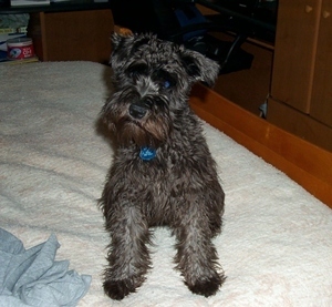 Pets_Place's profile picture. A place to find what you need for your pet. Read the article on the home page.