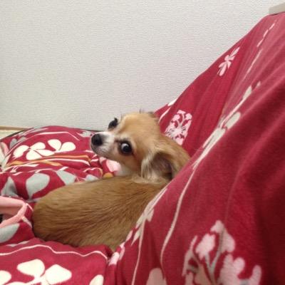 rin076952868's profile picture. チワワ大好き！R3.4月から大阪で1人居宅ケアマネを開業しました。