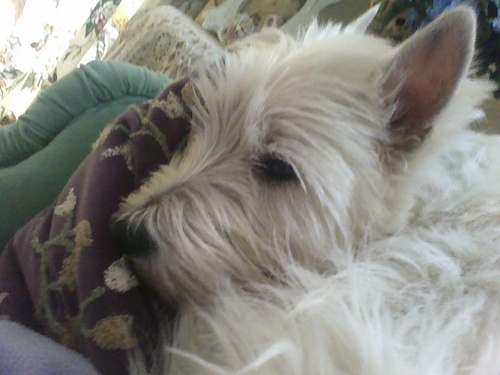 A very spoiled and beloved Westie that lives in suburban Philadelphia with  M&D,two sisters and a cat that I love to chase! I share this account with my mom,;-)