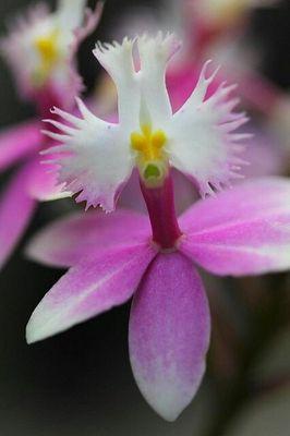 rstarkdiniz's profile picture. professora