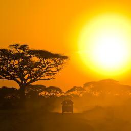 wildfilmcom's profile picture. Wild Film