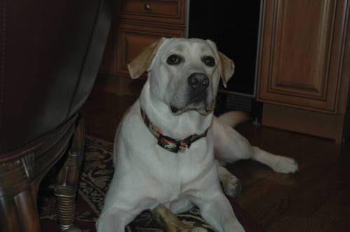 stanroth's profile picture. Photographer