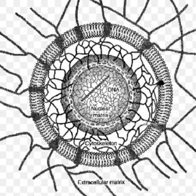 providing mechanical support that enables cells to carry out essential functions like division and movement to your cells everyday