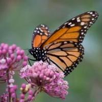 Nature Scoop (@naturescoopohio) 's Twitter Profile Photo Nature Scoop (@naturescoopohio) 's Twitter Profile Photo