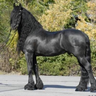 NRPharlap's profile picture. 