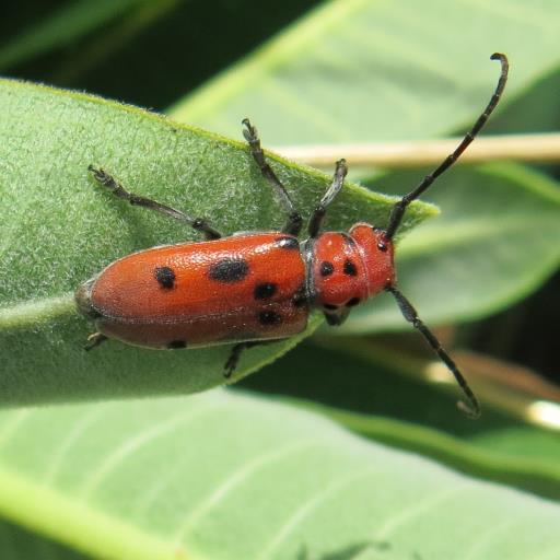 entomologist, bird watcher, nature lover, interested in biodiversity and farming, enjoys anything Ag related.