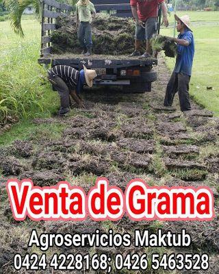Productor de Grama, Vetiver. Distribuidor de Fertilizantes y Vivero especializado en Paisajismo.