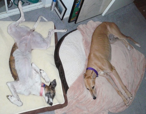 farruggiagreys's profile picture. We are ex-racers now enjoying the good life!!