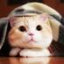 ใใญใ (@rieneko555) Twitter profile photo ใใญใ (@rieneko555) Twitter profile photo