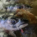Browns Seafoods (@brownsseafoods) Twitter profile photo Browns Seafoods (@brownsseafoods) Twitter profile photo