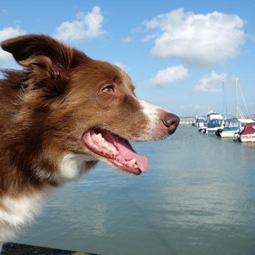 Superyachts are better with pets! We provide bespoke veterinary and logistical support for animals travelling on board superyachts