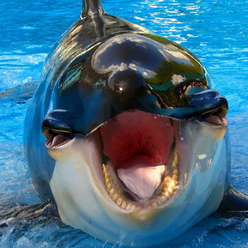 LangCapL's profile picture. 