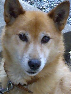 kame108's profile picture. 大学職員(起業・社会実装支援)/7時間半以上睡眠による健康で文化的な生活、週120分以上の運動が目標/多治見市姫町が帰る実家/趣味：音楽・合唱・スポーツ・将棋・格闘技・サウナ・運動/研究対象：玉置浩二/いい加減な完全主義者/Singer/Poet
※投稿は個人の見解であり所属組織を代表するものではありません。