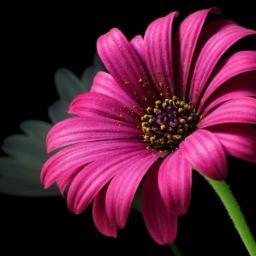 aray6233's profile picture. 