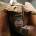 MELAWAN LUPA (@hutan_kalteng) Twitter profile photo MELAWAN LUPA (@hutan_kalteng) Twitter profile photo