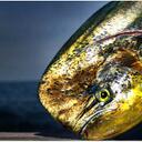 Erik Hunt - @bmarlin11 - Twitter