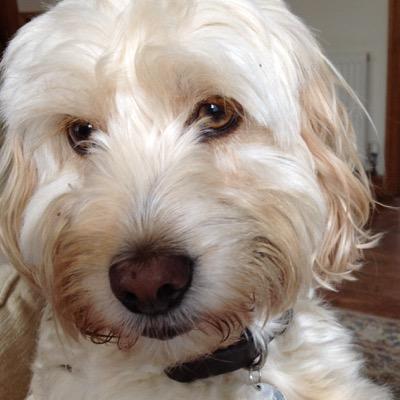 TaxDogJess's profile picture. I'm a Cyprus poodle rescued & rehomed in Uk. I love tennis balls and water...and gravy bones