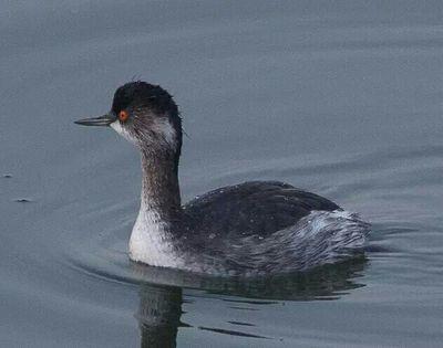 Birding Staines Res - Staines Moor - Stanwell Moor.