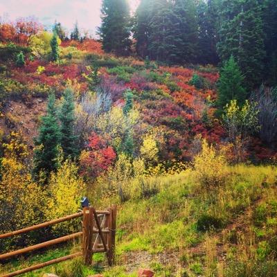 brigettemft's profile picture. Family Therapist, Professional Clinical Counselor - Parenting, CBT, Social Skills, Anxiety, Depression, Abuse, DV, ASD/Asperger's, ADHD; Christian Mother of 4