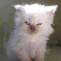 titou_from_mars's profile picture. Cthulhu For President