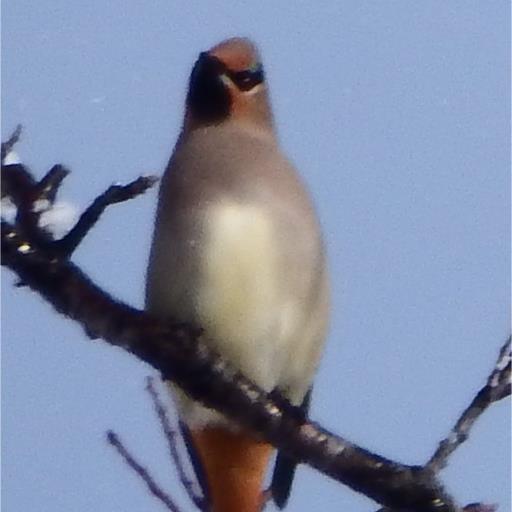 趣味の天体観望と野鳥を追っかけています。  どれも下手の横好きです。時々間違えます。m(_ _)m