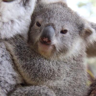 National #crowdsourced #koala #map. Location intelligence on alive dead & injured 4 public record. Join! #wildlife #GIS #citizenscience Created by @noosa4sale