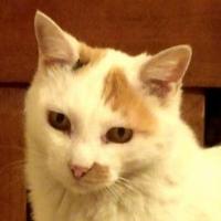 Kazuhiro Serizawa (@seri_k) 's Twitter Profile Photo Kazuhiro Serizawa (@seri_k) 's Twitter Profile Photo