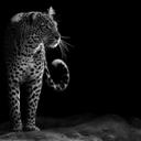 Ropii t364als Ropii (@0982a28d9f974ad) Twitter
